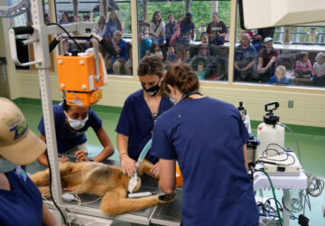 Zoos-Viewing Veterinarians