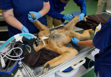 Zoos-Viewing Veterinarians