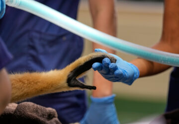 Zoos-Viewing Veterinarians