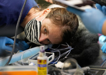 Zoos-Viewing Veterinarians