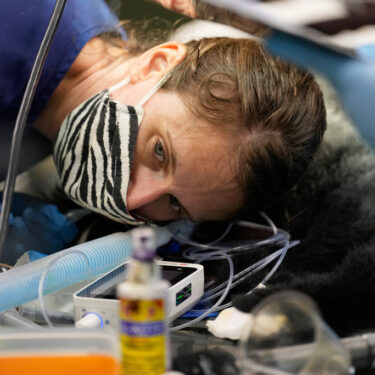 Zoos-Viewing Veterinarians