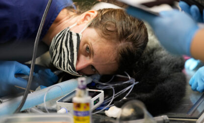 Zoos-Viewing Veterinarians