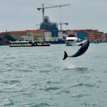 Italy Venice Dolphin