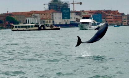 Italy Venice Dolphin