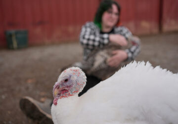 Turkey Cuddle Therapy