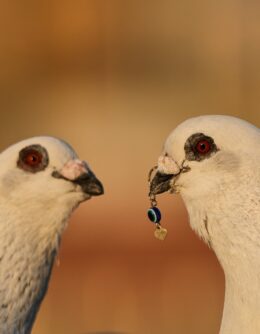 Pictures of the Week Global Photo Gallery