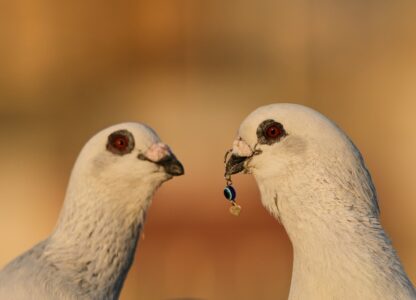 Pictures of the Week Global Photo Gallery