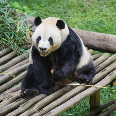 Indonesia Giant Panda