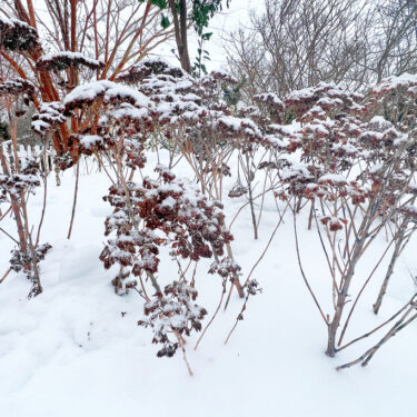 Gardening – Snow