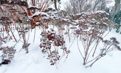 Gardening – Snow