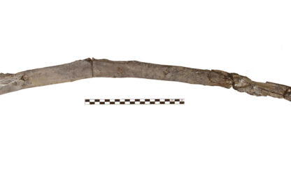 Oldest Wooden Tools