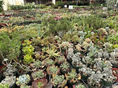 Gardening-Indoor Desert