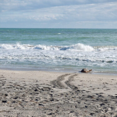 Sea Turtle Release