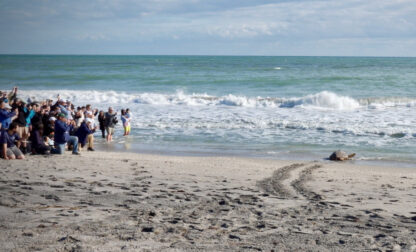 Sea Turtle Release
