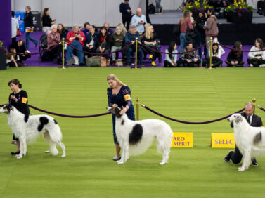 Westminster Dog Show