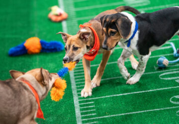 TV – Puppy Bowl