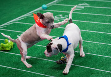 TV – Puppy Bowl