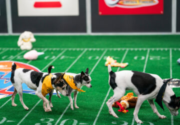 TV – Puppy Bowl