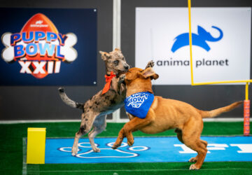 TV – Puppy Bowl