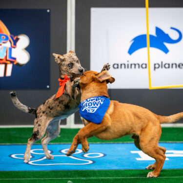 TV – Puppy Bowl