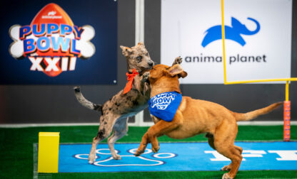 TV – Puppy Bowl