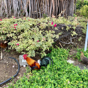 Feral Chickens Hawaii