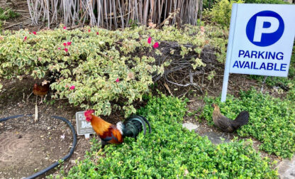 Feral Chickens Hawaii