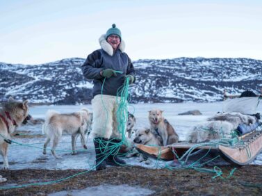 Climate Greenland Sled Dogs
