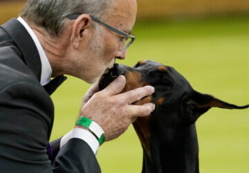 FILE - Penny, a doberman pinscher, receives a kiss from handler Andy Linton after winning Best in Show of the 150th Westminster Kennel Club Dog Show in New York, Feb. 3, 2026. (AP Photo/Yuki Iwamura, File)