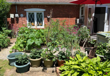 Gardening-Front-Yard Vegetables