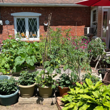 Gardening-Front-Yard Vegetables