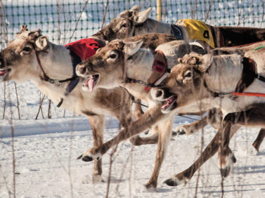 Finland Reindeer Racing