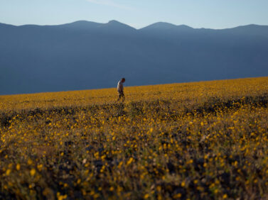 Death Valley Superbloom
