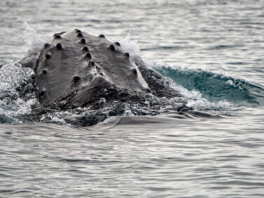 First Whale Recording