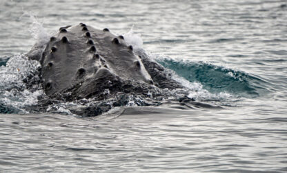 First Whale Recording
