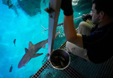 Vegas Shark Dietitians