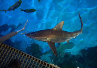 Vegas Shark Dietitians