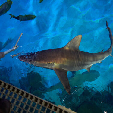 Vegas Shark Dietitians