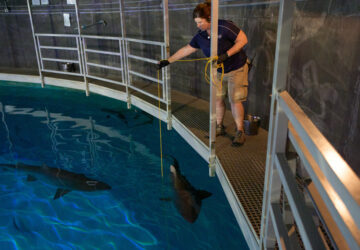 Vegas Shark Dietitians