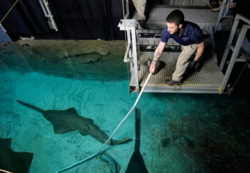 Vegas Shark Dietitians