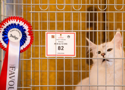 Romania International Cat Show