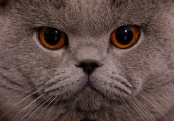 Romania International Cat Show