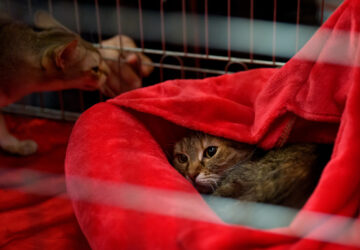 Romania International Cat Show