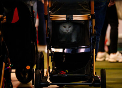 Romania International Cat Show