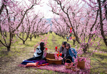 Greece Peach Blossoms