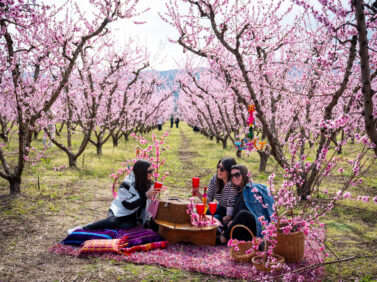 Greece Peach Blossoms