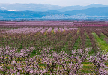 Greece Peach Blossoms