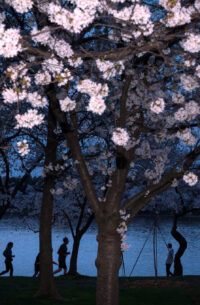 Washington Cherry Blossom