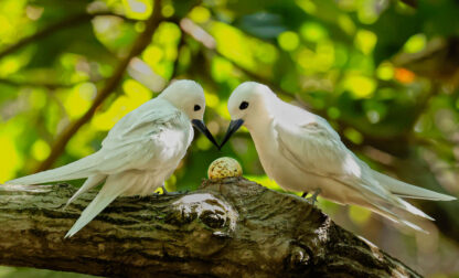 Hawaii Urban Seabird