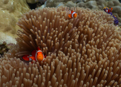 Pictures of the Week Global Photo Gallery